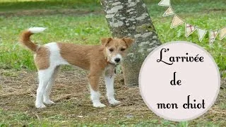 Miniature : L'arrivée de mon chiot ! - Vlog 1