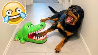Miniature : SI TU RIGOLES, TU PERDS NIVEAU ANIMAUX DRÔLES🤣😳[999.99% IMPOSSIBLE]🥶Essaye De Ne Pas Rire 2026🐶😹