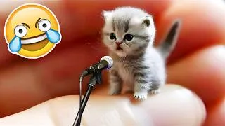Miniature : SI TU RIGOLES, TU PERDS NIVEAU ANIMAUX DRÔLES🤣😵‍💫[999.99% IMPOSSIBLE]😱Essaye De Ne Pas Rire 2026🐶😹