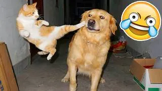 Miniature : SI TU RIGOLES, TU PERDS NIVEAU ANIMAUX DRÔLES😂😳[999.99% IMPOSSIBLE]😵‍💫Essaye De Ne Pas Rire 2026😹🐶