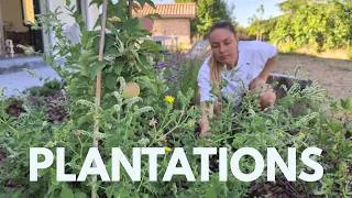 Miniature : banaba vlog plantations canicule