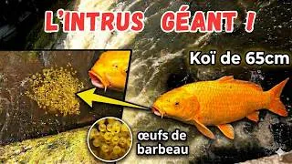 Miniature : Un Koï de 65cm pille la fraie des barbeaux en direct