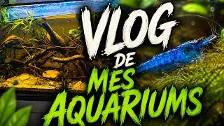 Miniature : NOUVEAU FILTRE POUR LES CREVETTES ( vlog aquariophile )