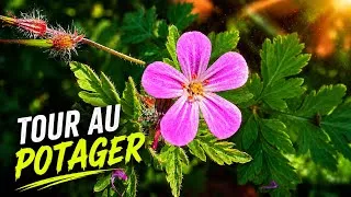 Miniature : ON CONTINUE LE POTAGER | S3 Ep 5