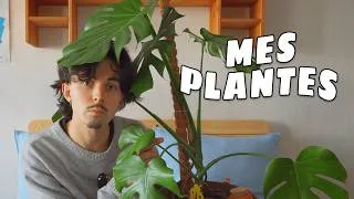 Miniature : Je te présente ma collection de plantes ! | All My Plants