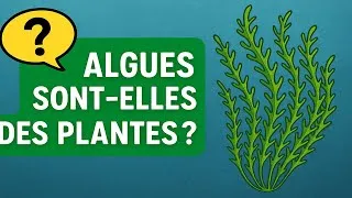 Miniature : 🌿Les algues sont des plantes ? Alors plantez plus pour en avoir moins !