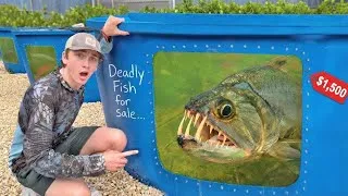 Miniature : J’ai acheté le poisson d’aquarium le plus effrayant du monde !