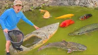 Miniature : Je pêche des poissons exotiques rares pour mon nouvel aquarium !