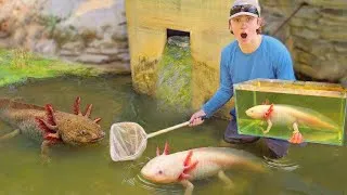 Miniature : J'ai attrapé des axolotls dans un ruisseau plein d'alligators !