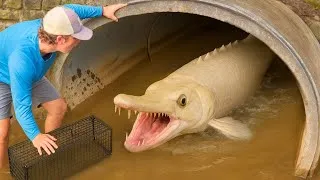 Miniature : J'ai découvert un tunnel secret rempli de poissons rares !
