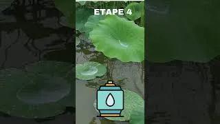 Miniature : BASSin - Comment préparer ton bassin et tes carpes koï pour l’automne | Conseils essentiels koi