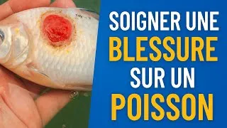 Miniature : 🩺 Soigner une blessure sur un poisson de bassin : conseils simples & efficaces !