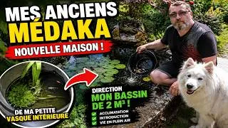 Miniature : Mes Médaka rejoignent mes Notropis dans mon Bassin de Jardin !