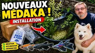 Miniature : Nouveaux Médaka : Installation et Acclimatation dans ma Vasque de Jardin
