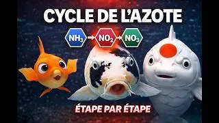 Miniature : Cycle de l’azote dans un bassin de jardin - comprendre pour éviter les erreurs