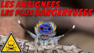 Miniature : les araignées les plus dangereuses