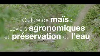 Miniature : Culture de maïs : leviers agronomiques et préservation de l'eau