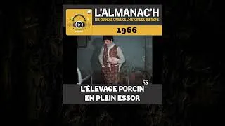 Miniature : Podcast L'Almanac'h - L'élevage porcin en plein essor