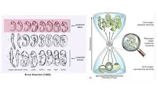 Miniature : Le stade phylotypique des Vertébrés