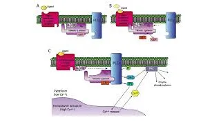 Miniature : Voie de signalisation d'un récepteur à 7 domaines transmembranaires au calcium intracytosolique