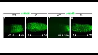 Miniature : Les complexes Polycomb maintiennent la répression de l'expression des gènes Hox