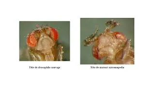 Miniature : Le mutant homéotique Antennapedia