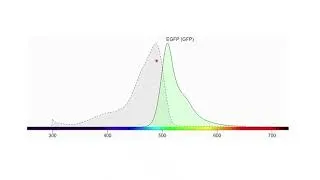 Miniature : La GFP (Green Fluorescent Protein)