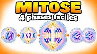 Miniature : Mitose SVT  Dessiner les 4 Phases Sans Erreur  Quantité ADN