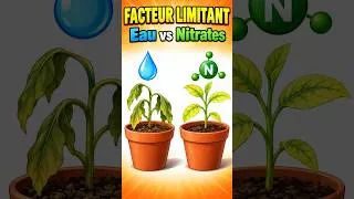 Miniature : Plante performante 3min pour la révision ultime