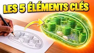 Miniature : Cours SVT : réviser le chloroplaste en 3 minutes grâce au dessin 3D