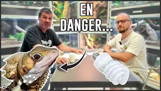 Miniature : Ce qu'on ne vous dit pas sur les lampes UV en terrarium