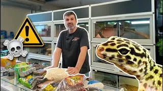 Miniature : Avoir un gecko léopard sans faire de la m**** ?