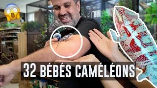 Miniature : Nos naissances de caméléons ! Infos et astuces 🦎