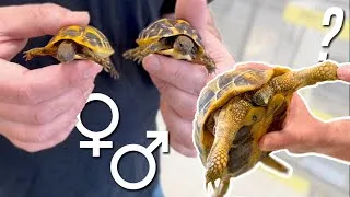 Miniature : Reconnaître les mâles et femelles chez les tortues terrestres ?