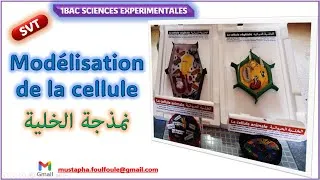 Miniature : Modélisation de la cellule نمذجة الخلية