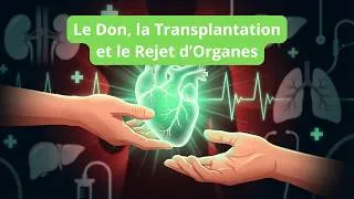 Miniature : Le Don, la Transplantation et le Rejet d’Organes