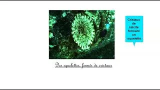 Miniature : caractéristiques et mode de formation des cristaux