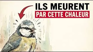 Miniature : À 35°C, Vos Oiseaux Sont en Danger — Et Presque Personne ne le Remarque