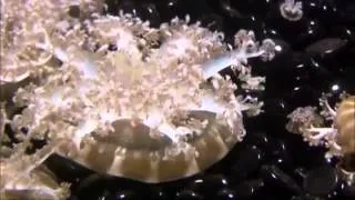 Miniature : - Astronomie - A la recherche d'une vie extraterrestre - Documentaire ( 33 )