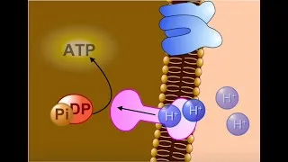 Miniature : La chaîne respiratoire - synthèse de l'ATP