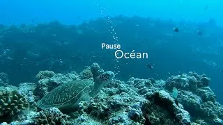 Miniature : Pause Océan - Incroyables rencontres !