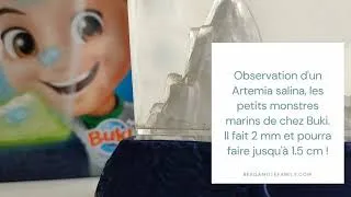 Miniature : Buki : les monstres marins