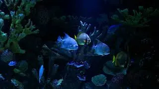 Miniature : AQUA 1