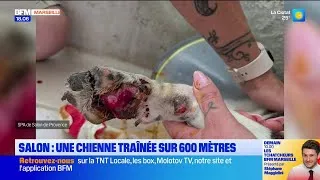 Miniature : Salon : une chienne traînée sur 600 mètres