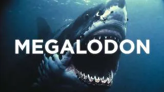 Miniature : Le Mégalodon : le plus grand requin qui a jamais existé !!