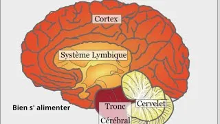 Miniature : REPORTAGE: notre cerveau [Bien s'alimenter] "comment notre cerveau fonctionne"