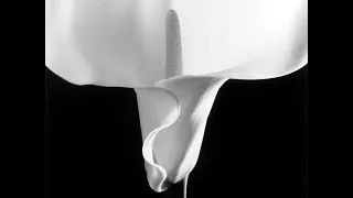 Miniature : Calla Lily -Arum (1988) by Robert Mapplethorpe (1946-1989)-Photographe-Photografer-Fotografo