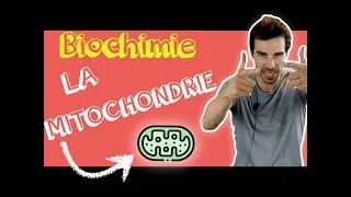 Miniature : COURS DE BIOCHIMIE: Structure mitochondrie