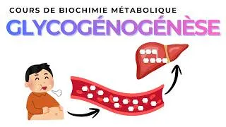 Miniature : GLYCOGENOGENESE | Biochimie Métabolique