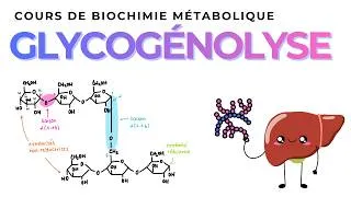 Miniature : GLYCOGENOLYSE | Biochimie Métabolique